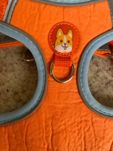 Conjunto guia e coleira cães porte mini