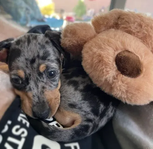 Basset teckel padrao da raça