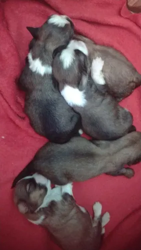 Filhotes de Shih Tzu