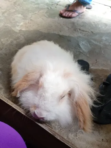 Coelha