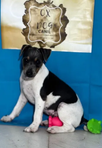 Fox Paulistinha com pedigree CBKC - Terrier Brasileiro filhote puro 
