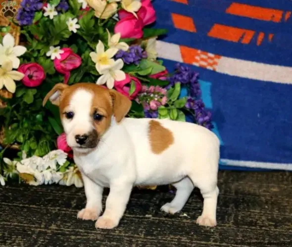 Jack Russell ágil - energia pura