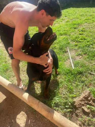 Faço doação de um cão rotewailler docil 2 anos