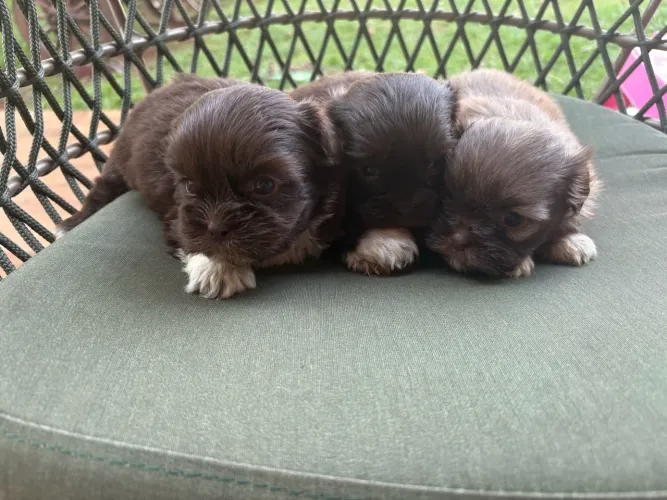 Lindos filhotes de shihtzu chocolates