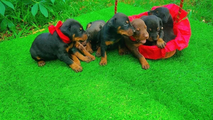FILHOTES DE DOBERMAN
