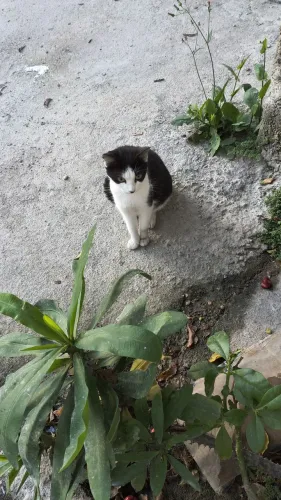 doação de gatos 