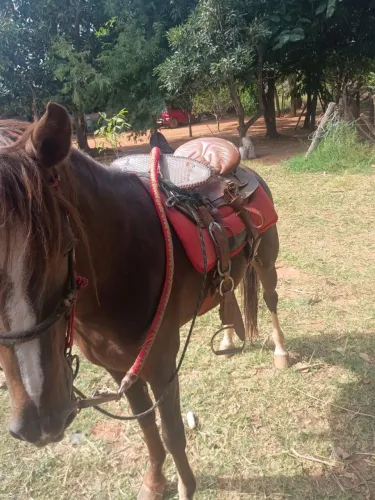 Vende-se cavalo puro em marcha picada