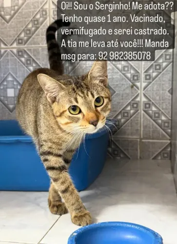 Adoção gato