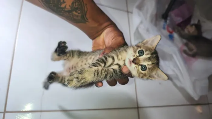 DOANDO ESSES 2 GATINHOS COM URGÊNCIA!!