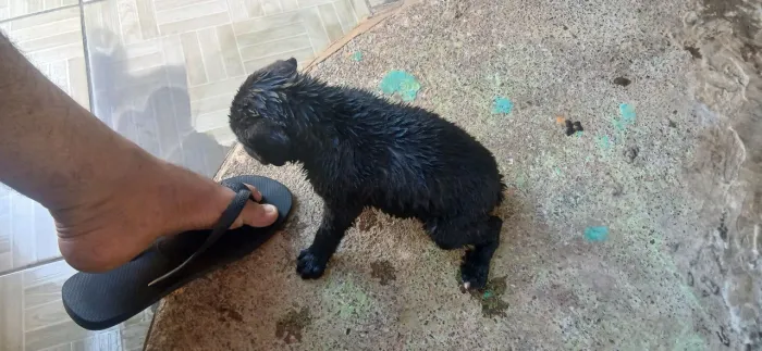 Filhote labrador