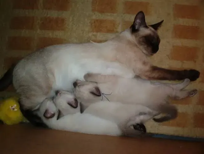 Filhotes disponível gatos