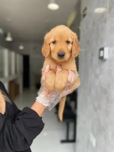 Filhote Golden Retriever fêmea com genética superior e cuidado especializado