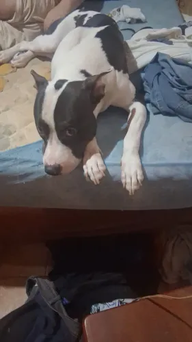 Cachorro Staff Bull Terrier com 01 Ano e 6 meses macho disponível pra venda !!!!!