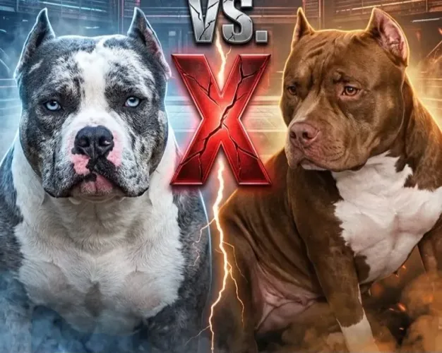 Américan bully