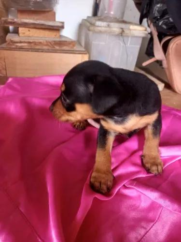 Cão Pincher número 1 macho raça pura.