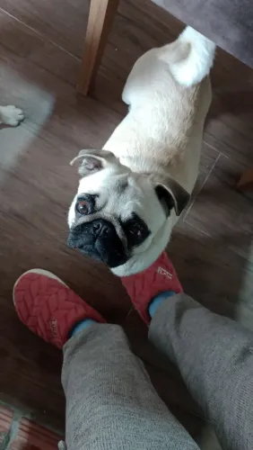 Vendo duas cachorrinhas dá raça pangobs já estavam vendidas mas longe de mais pra buscar
