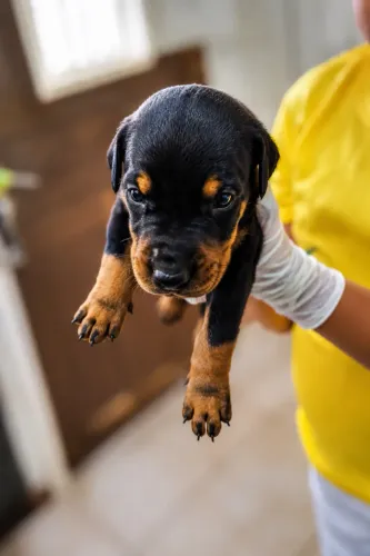 Filhotes de doberman pra vender 