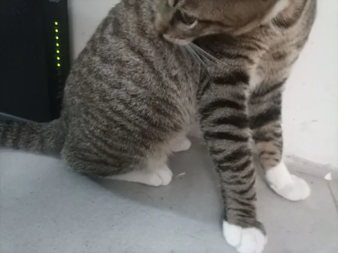 Doa-se gato macho 4 meses