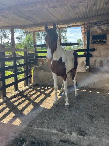Cavalo de marcha picada