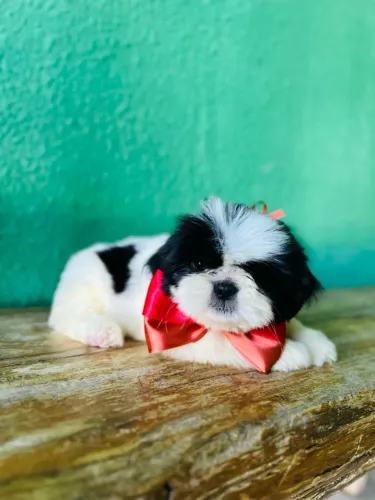 Filhotes de shihtzu