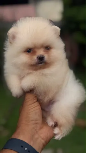 Spitz Alemão Anão
