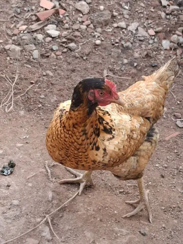 Duas galinhas ótimas pra chocar e postura e uma franga quase no início de postura.