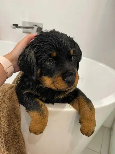 Rottweiler - Um Novo Companheiro Aquecer Sua Vida
