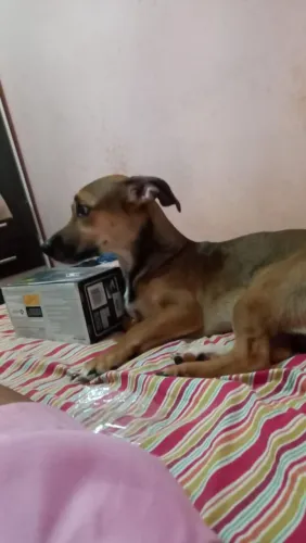 Doar um cachorro, na Ribeira 