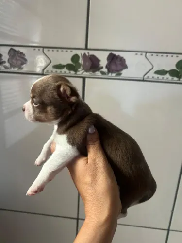 Machos de chihuauua