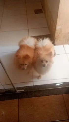 Desapego de Spitz alemão 