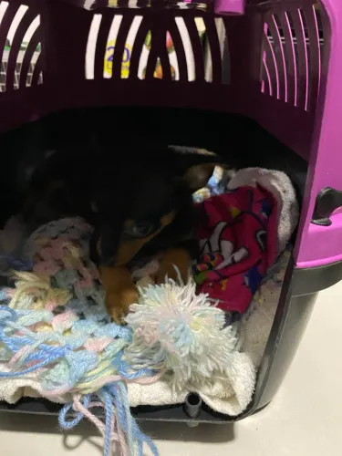 Pinscher 