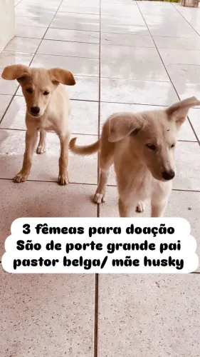 Para adoção responsável 