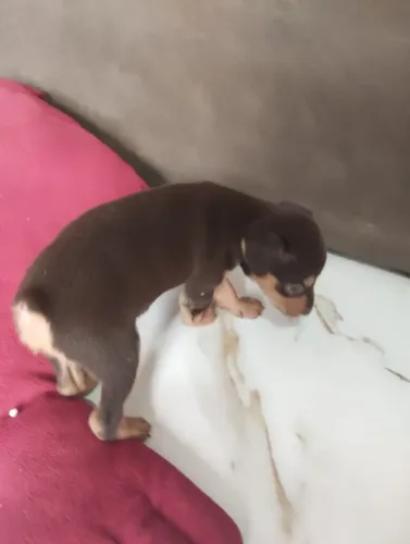 Pinscher fêmea chocolate 