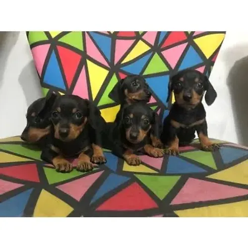 Teckel profundos miniaturas