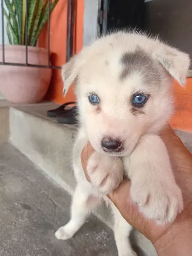 Husky siberiano