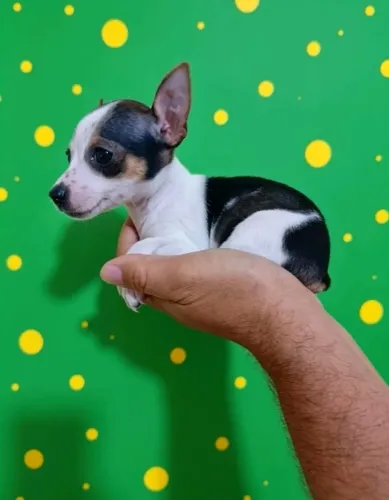 Pinscher