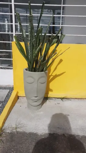 Planta Espada de São Jorge em vaso de cimento