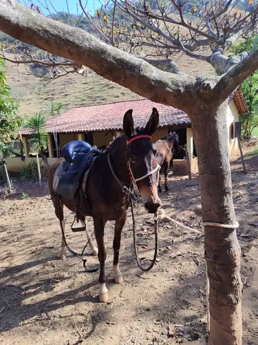 Mula de patrão