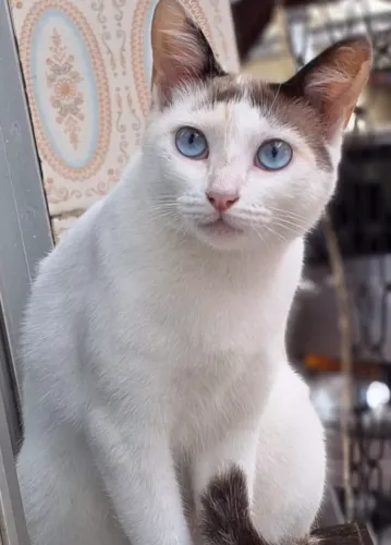 Gatinha para adoção responsável