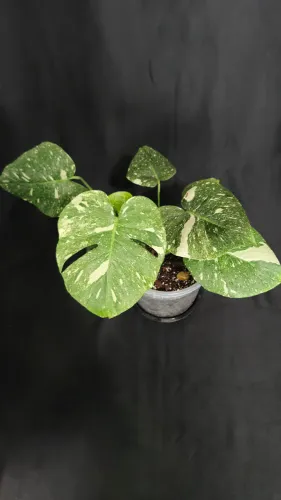 Monstera Thai Constellation - Costela de Adão Variegata