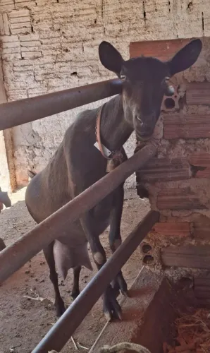 Cabra Murciana com registro
