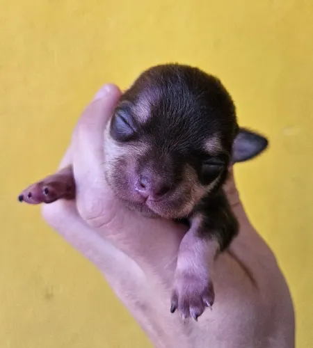 Chihuahua para reservas