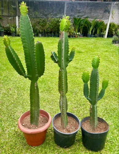 Cactos