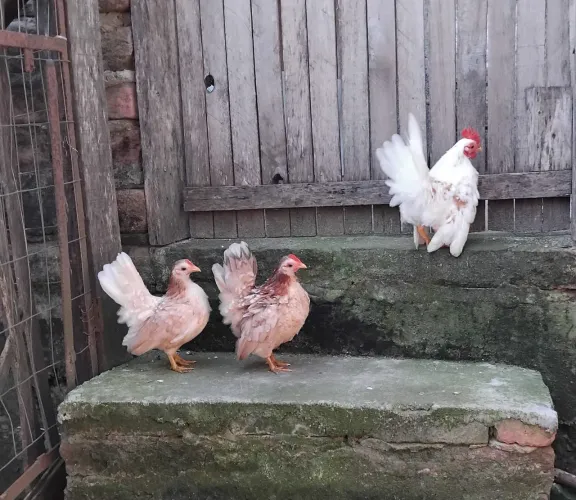 Galinhas e Galos seramas puros