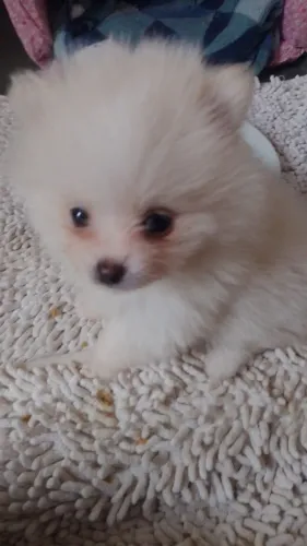 Lulu da Pomerânia Anão Macho com pedigree