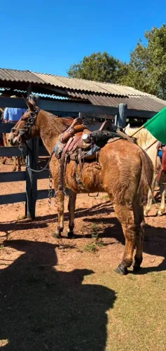 Vendo ou troco burro