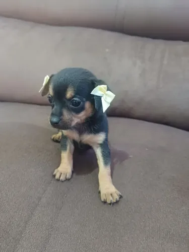 Pinscher filhote