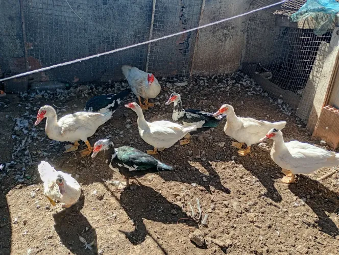 Vendo patos