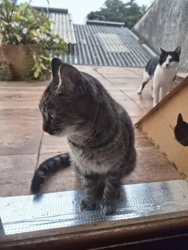 Gatinha castrada para doação