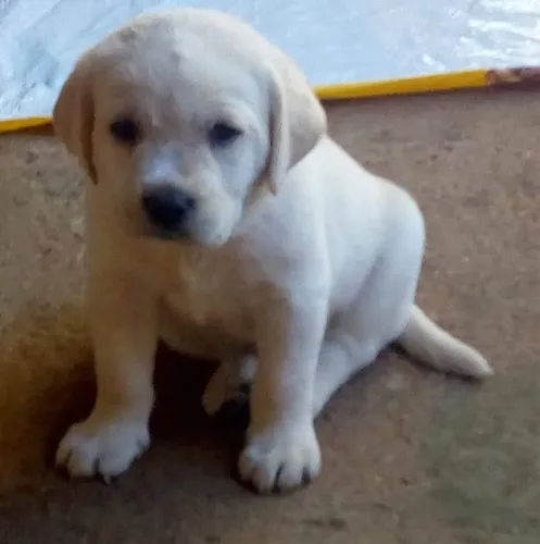 Labrador brincalhão, forte e muito companheiro